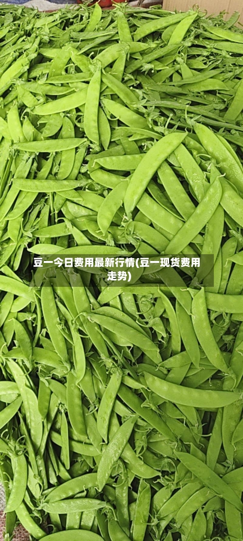 豆一今日费用最新行情(豆一现货费用走势)