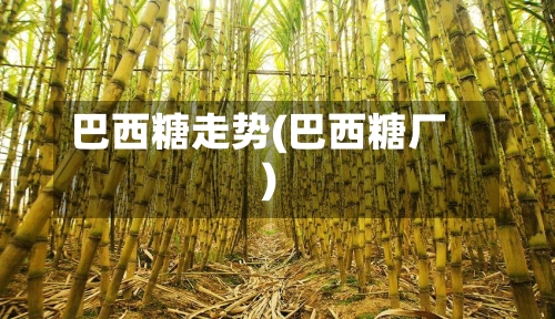 巴西糖走势(巴西糖厂)-第2张图片