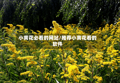 小黄花必看的网站/推荐小黄花看的软件