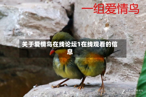 关于爱情鸟在线论坛1在线观看的信息-第2张图片