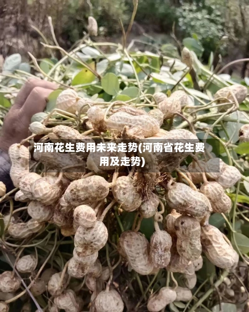 河南花生费用未来走势(河南省花生费用及走势)