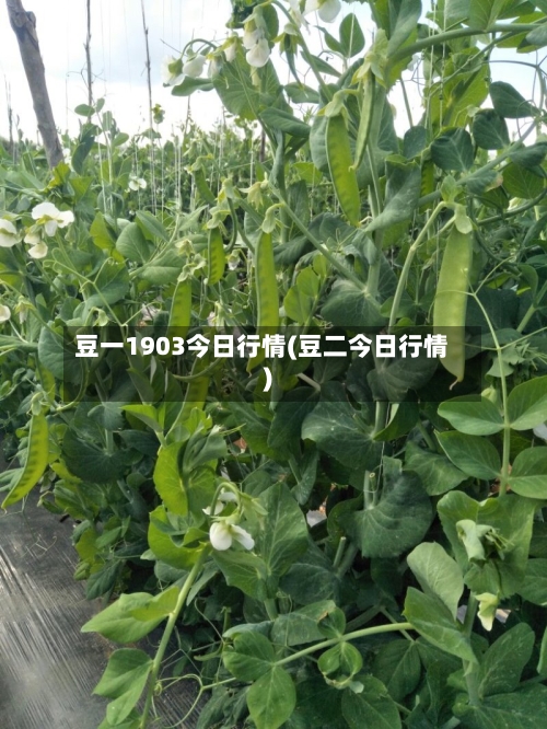 豆一1903今日行情(豆二今日行情)-第2张图片