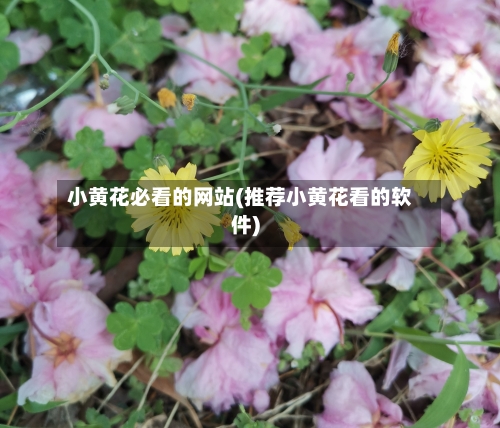 小黄花必看的网站(推荐小黄花看的软件)