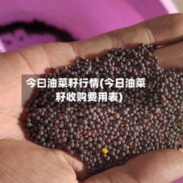 今曰油菜籽行情(今日油菜籽收购费用表)