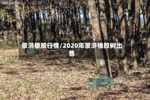 景洪橡胶行情/2020年景洪橡胶树出售-第3张图片