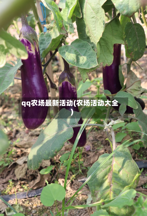 qq农场最新活动(农场活动大全)-第3张图片