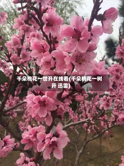 千朵桃花一世开在线看(千朵桃花一树开 迅雷)-第2张图片